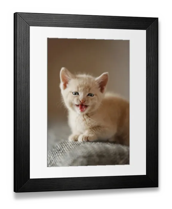 Framed Print : Kitten, 6 weeks, sitting on a sofa Framed Print : Kitten, 6 weeks, sitting on a sofa