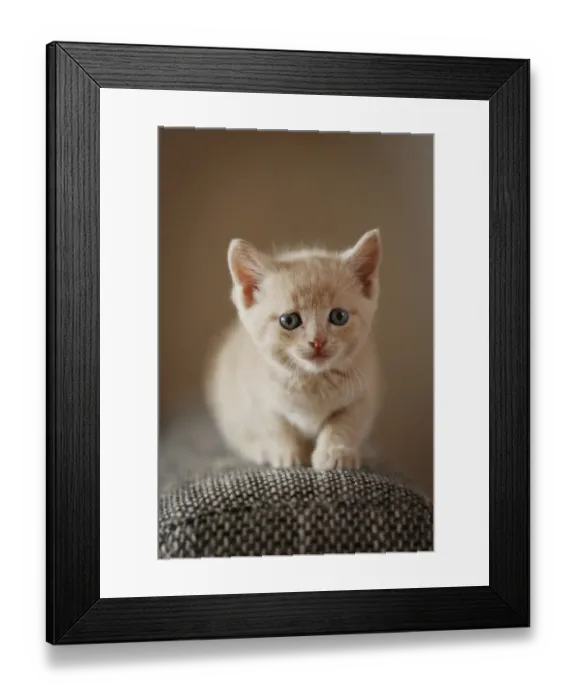 Framed Print : Kitten, 6 weeks, sitting on a sofa Framed Print : Kitten, 6 weeks, sitting on a sofa