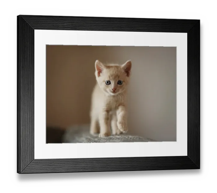 Framed Print : Kitten, 6 weeks, standing on a sofa Framed Print : Kitten, 6 weeks, standing on a sofa