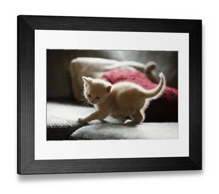 Framed Print : Kitten, 6 weeks, standing on a sofa Framed Print : Kitten, 6 weeks, standing on a sofa