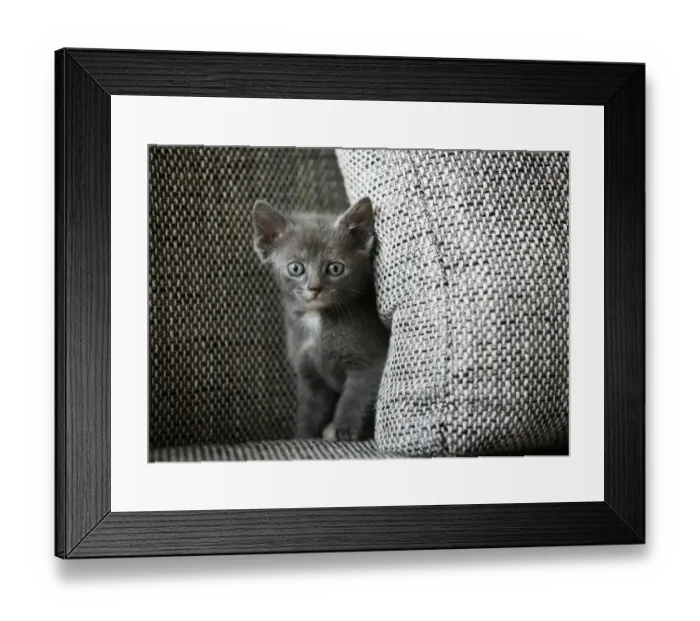 Framed Print : Kitten, 6 weeks, standing on a sofa Framed Print : Kitten, 6 weeks, standing on a sofa
