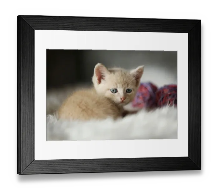 Framed Print : Kitten, 6 weeks, sitting on a sofa Framed Print : Kitten, 6 weeks, sitting on a sofa
