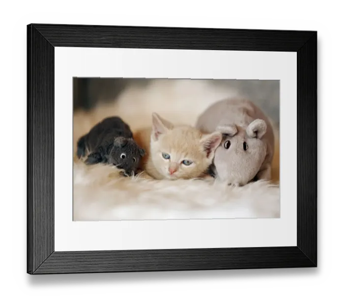 Framed Print : Kitten, 6 weeks, lying on a sofa with soft toys Framed Print : Kitten, 6 weeks, lying on a sofa with soft toys
