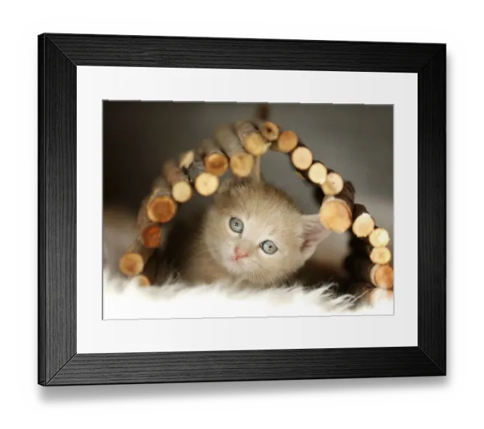 Framed Print : Kitten, 6 weeks, playing Framed Print : Kitten, 6 weeks, playing