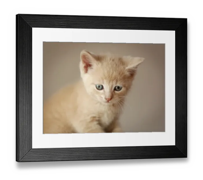 Framed Print : Kitten, 6 weeks, sitting on a sofa