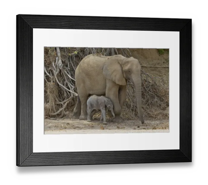 Framed Print : African elephant -Loxodonta africana-, female desert elephant with young standing in the dry riverbed of the Hoanib ephemeral seasonal river, Kaokoveld, Namibia Framed Print : African elephant -Loxodonta africana-, female desert elephant with young standing in the dry riverbed of the Hoanib ephemeral seasonal river, Kaokoveld, Namibia