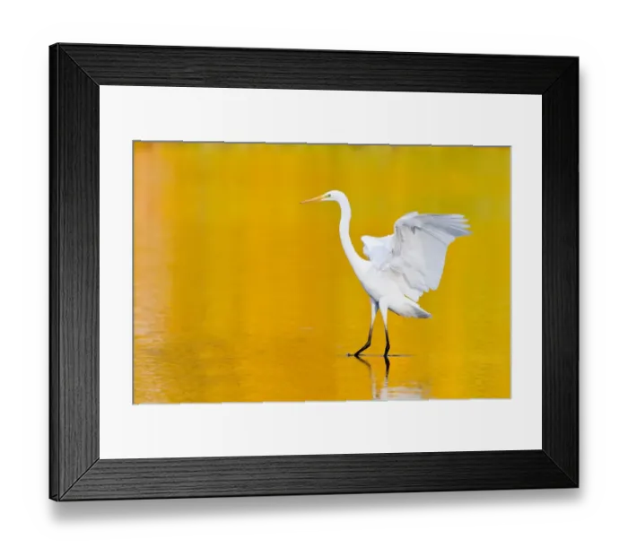 Framed Print : Great Egret -Ardea alba-, Hesse, Germany Framed Print : Great Egret -Ardea alba-, Hesse, Germany