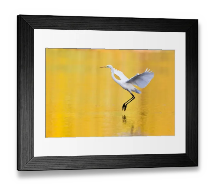 Framed Print : Great Egret -Ardea alba-, Hesse, Germany Framed Print : Great Egret -Ardea alba-, Hesse, Germany