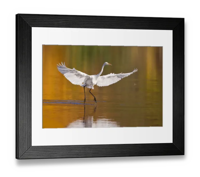 Framed Print : Great Egret -Ardea alba- with outstretched wings, North Hesse, Hesse, Germany Framed Print : Great Egret -Ardea alba- with outstretched wings, North Hesse, Hesse, Germany