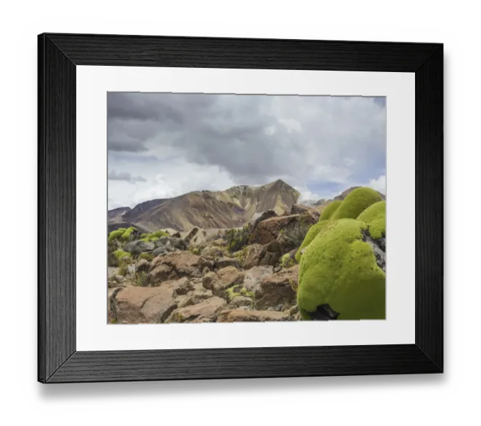 Framed Print : Yareta or Llareta cushion plant -Azorella compacta-, Putre, Arica and Parinacota Region, Chile Framed Print : Yareta or Llareta cushion plant -Azorella compacta-, Putre, Arica and Parinacota Region, Chile