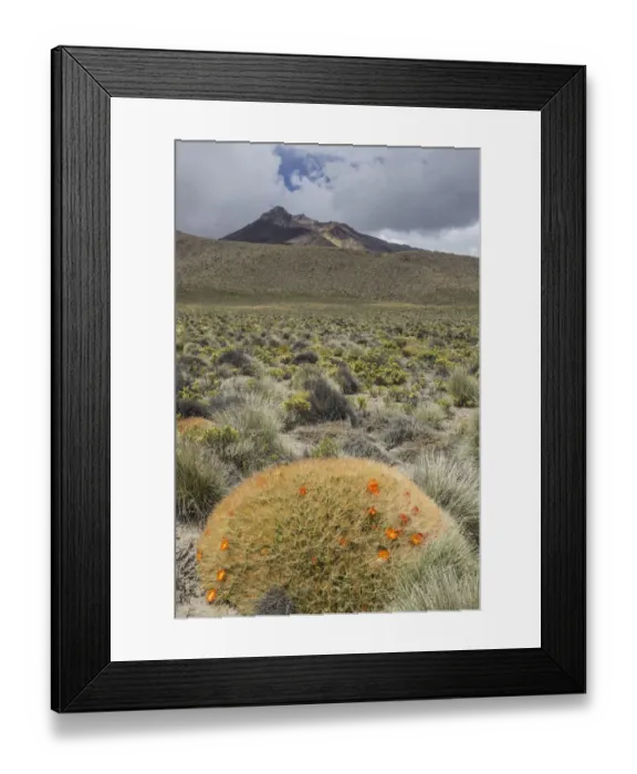 Framed Print : Maihueniopsis cactus -Maihueniopsis colorea-, flowering, Arica y Parinacota Region, Chile Framed Print : Maihueniopsis cactus -Maihueniopsis colorea-, flowering, Arica y Parinacota Region, Chile