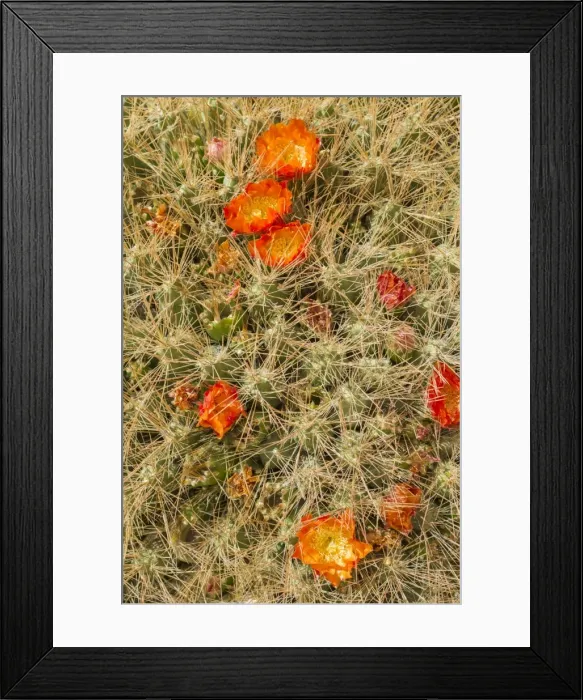 Framed Print : Maihueniopsis cactus -Maihueniopsis colorea-, flowering, Arica y Parinacota Region, Chile Framed Print : Maihueniopsis cactus -Maihueniopsis colorea-, flowering, Arica y Parinacota Region, Chile