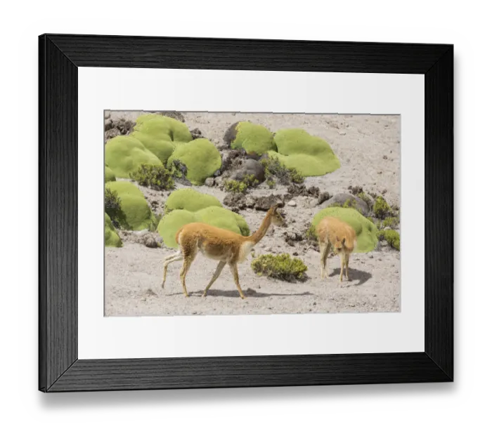 Framed Print : Vicunas or Vicugnas -Vicugna vicugna- with Yareta or Llareta cushion plants -Azorella compacta-, Arica y Parinacota Region, Chile