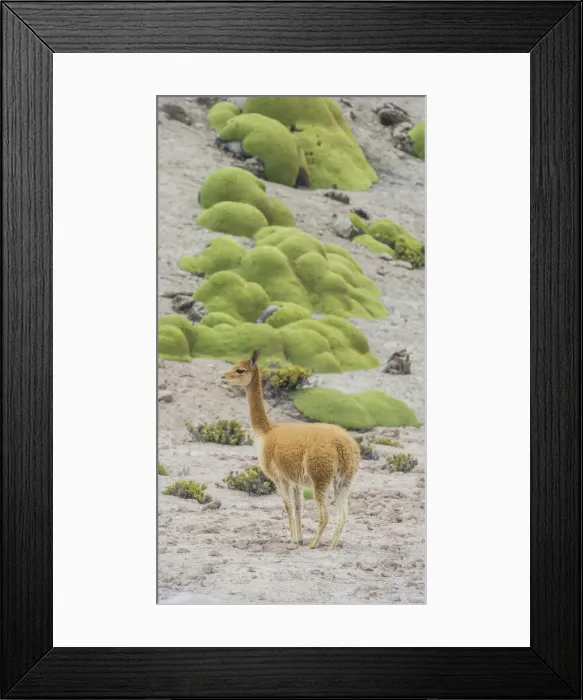Framed Print : Vicuna or Vicugna -Vicugna vicugna- with Yareta or Llareta cushion plants -Azorella compacta-, Arica y Parinacota Region, Chile Framed Print : Vicuna or Vicugna -Vicugna vicugna- with Yareta or Llareta cushion plants -Azorella compacta-, Arica y Parinacota Region, Chile