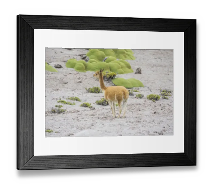 Framed Print : Vicuna or Vicugna -Vicugna vicugna- with Yareta or Llareta cushion plants -Azorella compacta-, Arica y Parinacota Region, Chile Framed Print : Vicuna or Vicugna -Vicugna vicugna- with Yareta or Llareta cushion plants -Azorella compacta-, Arica y Parinacota Region, Chile