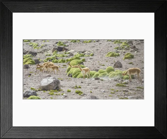 Framed Print : Vicunas or Vicugnas -Vicugna vicugna- with Yareta or Llareta cushion plants -Azorella compacta- at the back, Arica y Parinacota Region, Chile Framed Print : Vicunas or Vicugnas -Vicugna vicugna- with Yareta or Llareta cushion plants -Azorella compacta- at the back, Arica y Parinacota Region, Chile