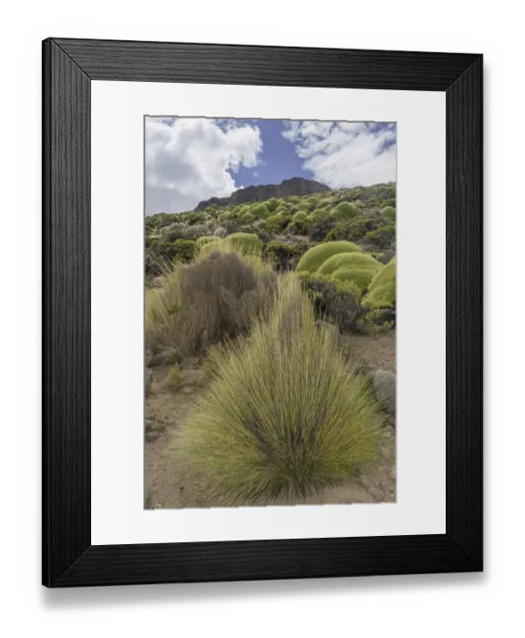 Framed Print : Paja Brava, Paja Ichu or Yarava Ichu grass plants with the Yareta or Llareta cushion plant -Azorella compacta- growing on the slopes of the Taapaca volcano, Arica y Parinacota Region, Chile