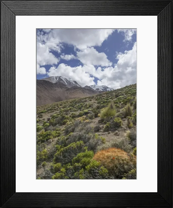 Framed Print : Maihueniopsis cacti -Maihueniopsis colorea- growing on the slopes of the Taapaca volcano, Putre, Arica and Parinacota Region, Chile Framed Print : Maihueniopsis cacti -Maihueniopsis colorea- growing on the slopes of the Taapaca volcano, Putre, Arica and Parinacota Region, Chile