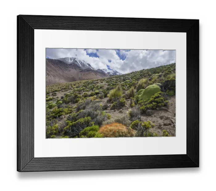 Framed Print : Maihueniopsis cacti -Maihueniopsis colorea- growing on the slopes of the Taapaca volcano, Putre, Arica and Parinacota Region, Chile Framed Print : Maihueniopsis cacti -Maihueniopsis colorea- growing on the slopes of the Taapaca volcano, Putre, Arica and Parinacota Region, Chile