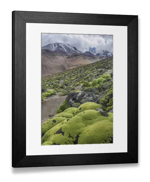 Framed Print : Yareta or Llareta cushion plant -Azorella compacta- growing on the slopes of the Taapaca volcano, Arica y Parinacota Region, Chile Framed Print : Yareta or Llareta cushion plant -Azorella compacta- growing on the slopes of the Taapaca volcano, Arica y Parinacota Region, Chile