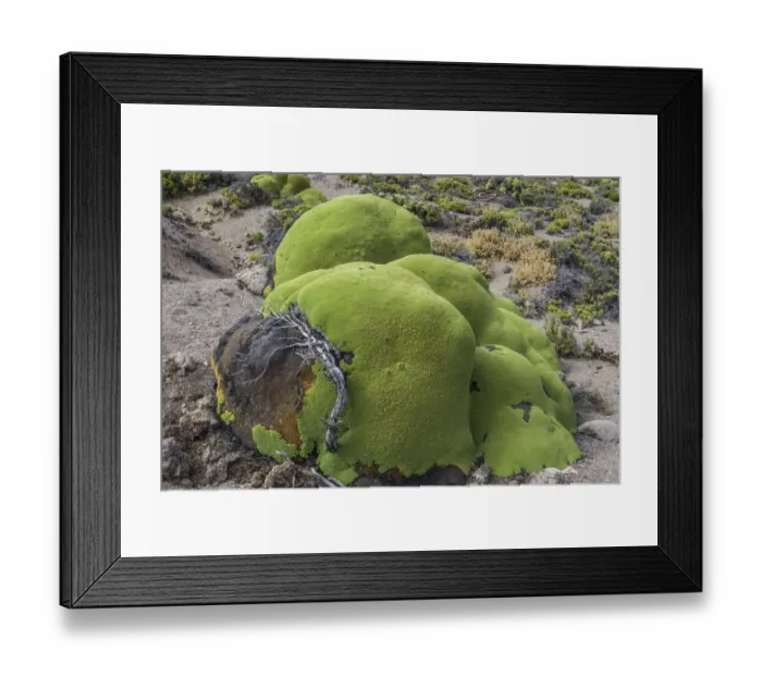 Framed Print : Yareta or Llareta cushion plant -Azorella compacta- growing on the slopes of the Taapaca volcano, Arica y Parinacota Region, Chile Framed Print : Yareta or Llareta cushion plant -Azorella compacta- growing on the slopes of the Taapaca volcano, Arica y Parinacota Region, Chile