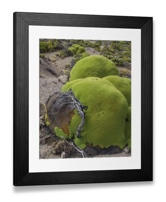 Framed Print : Yareta or Llareta cushion plant -Azorella compacta- growing on the slopes of the Taapaca volcano, Arica y Parinacota Region, Chile Framed Print : Yareta or Llareta cushion plant -Azorella compacta- growing on the slopes of the Taapaca volcano, Arica y Parinacota Region, Chile
