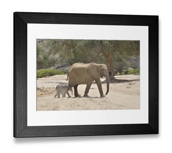 Framed Print : African elephant -Loxodonta africana-, female desert elephant with young, in the dry riverbed of the Hoanib ephemeral seasonal river, Kaokoveld, Namibia Framed Print : African elephant -Loxodonta africana-, female desert elephant with young, in the dry riverbed of the Hoanib ephemeral seasonal river, Kaokoveld, Namibia