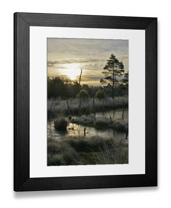 Framed Print : Sunrise in a marsh, Tiste Bauernmoor, Landkreis Rotenburg, Lower Saxony, Germany Framed Print : Sunrise in a marsh, Tiste Bauernmoor, Landkreis Rotenburg, Lower Saxony, Germany