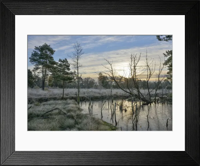 Framed Print : Sunrise in a marsh, Tiste Bauernmoor, Landkreis Rotenburg, Lower Saxony, Germany Framed Print : Sunrise in a marsh, Tiste Bauernmoor, Landkreis Rotenburg, Lower Saxony, Germany