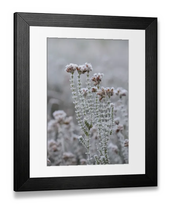 Framed Print : Heather is covered with with hoarfrost, Tiste, Lower Saxony, Germany Framed Print : Heather is covered with with hoarfrost, Tiste, Lower Saxony, Germany