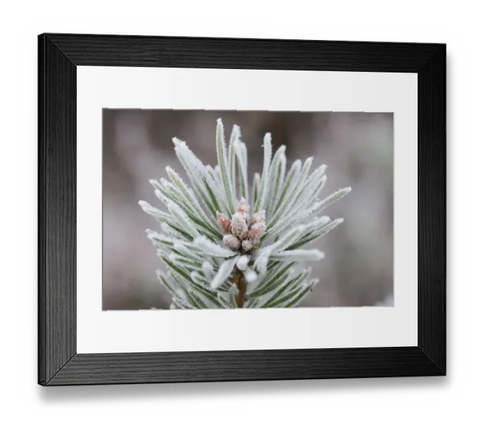 Framed Print : First frost has covered a fir tree with hoarfrost, Tiste, Lower Saxony, Germany Framed Print : First frost has covered a fir tree with hoarfrost, Tiste, Lower Saxony, Germany