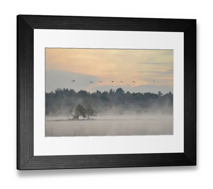 Framed Print : Cranes -Grus grus- flying over wetlands in the morning, Tiste Bauernmoor, Burgsittensen, Lower Saxony, Germany