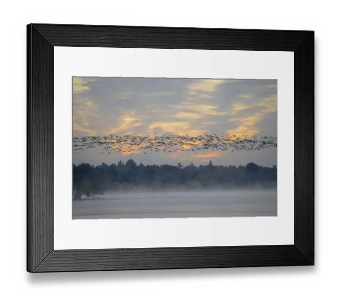 Framed Print : Flock of birds flying over wetlands in the morning, Tiste Bauernmoor, Burgsittensen, Lower Saxony, Germany Framed Print : Flock of birds flying over wetlands in the morning, Tiste Bauernmoor, Burgsittensen, Lower Saxony, Germany