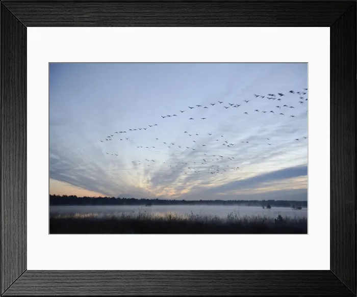 Framed Print : Flock of birds flying over a marsh in the morning, Tiste Bauernmoor, Burgsittensen, Lower Saxony, Germany Framed Print : Flock of birds flying over a marsh in the morning, Tiste Bauernmoor, Burgsittensen, Lower Saxony, Germany