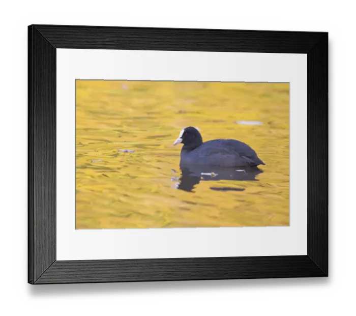 Framed Print : Common Coot -Fulica atra- on water, North Hesse, Hesse, Germany Framed Print : Common Coot -Fulica atra- on water, North Hesse, Hesse, Germany