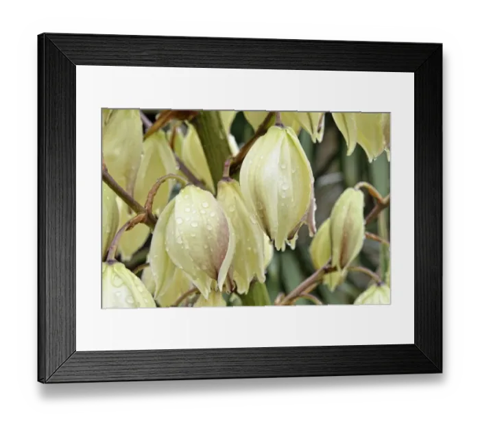 Framed Print : Adams Needle, Spanish Bayonet or Spoon-leaf Yucca -Yucca filamentosa- during rain, Canton of Tessin, Switzerland Framed Print : Adams Needle, Spanish Bayonet or Spoon-leaf Yucca -Yucca filamentosa- during rain, Canton of Tessin, Switzerland