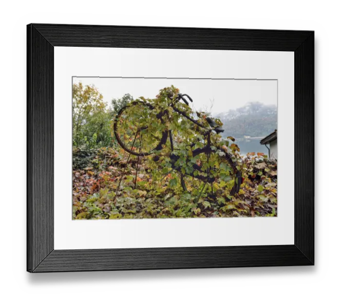 Framed Print : Virginia Creeper -Parthenocissus tricuspidata- overgrown on an old bicycle, Varese, Lombardy, Italy