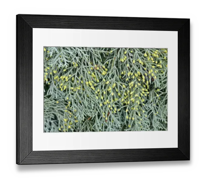 Framed Print : Male flowers of a Cypress -Cypressus sp. -, Canton of Tessin, Switzerland Framed Print : Male flowers of a Cypress -Cypressus sp. -, Canton of Tessin, Switzerland