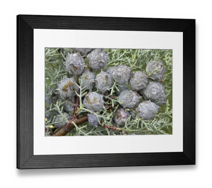 Framed Print : Cypress -Cypressus sp. - cones during rain, Canton of Tessin, Switzerland Framed Print : Cypress -Cypressus sp. - cones during rain, Canton of Tessin, Switzerland