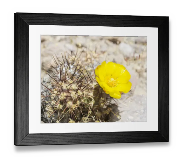 Framed Print : Flowering cactus, Arica y Parinacota Region, Chile Framed Print : Flowering cactus, Arica y Parinacota Region, Chile