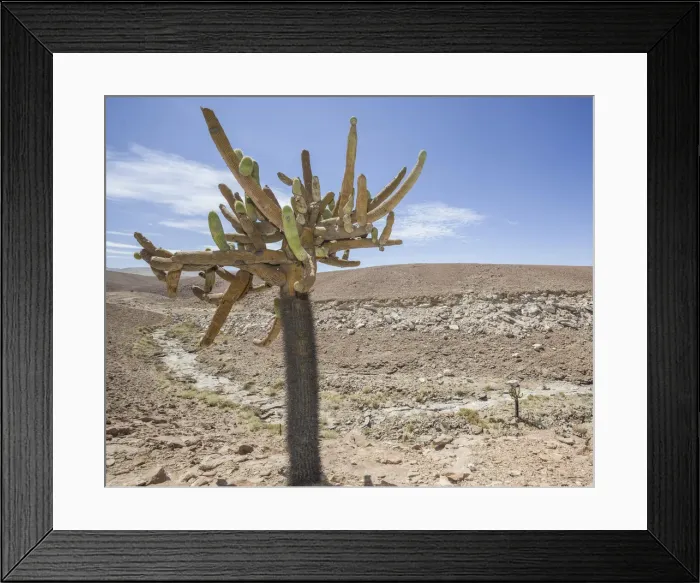 Framed Print : Candelabra Cactus -Browningia candelaris-, Arica y Parinacota Region, Chile Framed Print : Candelabra Cactus -Browningia candelaris-, Arica y Parinacota Region, Chile