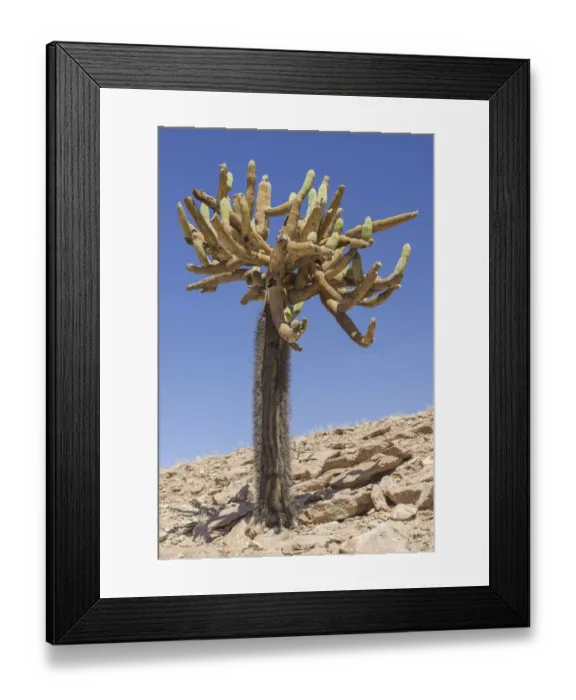 Framed Print : Candelabra Cactus -Browningia candelaris-, Arica y Parinacota Region, Chile