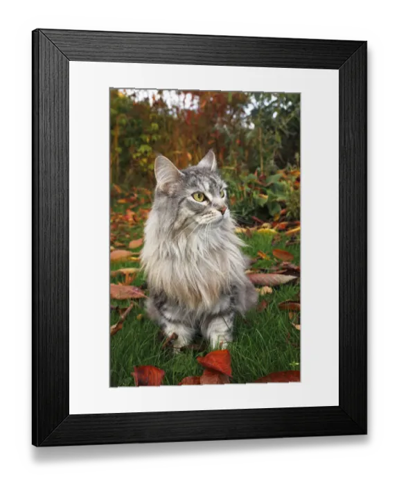 Framed Print : Maine Coon or American Longhair in an autumnal garden Framed Print : Maine Coon or American Longhair in an autumnal garden