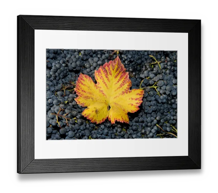 Framed Print : Vine leaf with autumn colours on grapes, Baden-Wurttemberg, Germany Framed Print : Vine leaf with autumn colours on grapes, Baden-Wurttemberg, Germany