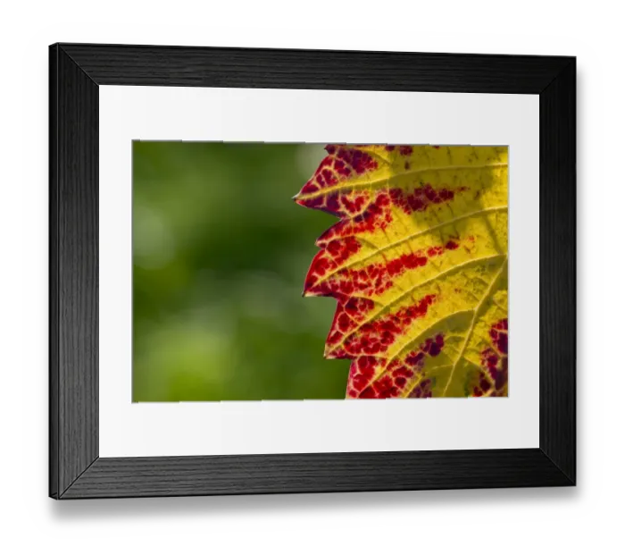 Framed Print : Vine leaf with autumnal colours, Baden-Wurttemberg, Germany Framed Print : Vine leaf with autumnal colours, Baden-Wurttemberg, Germany