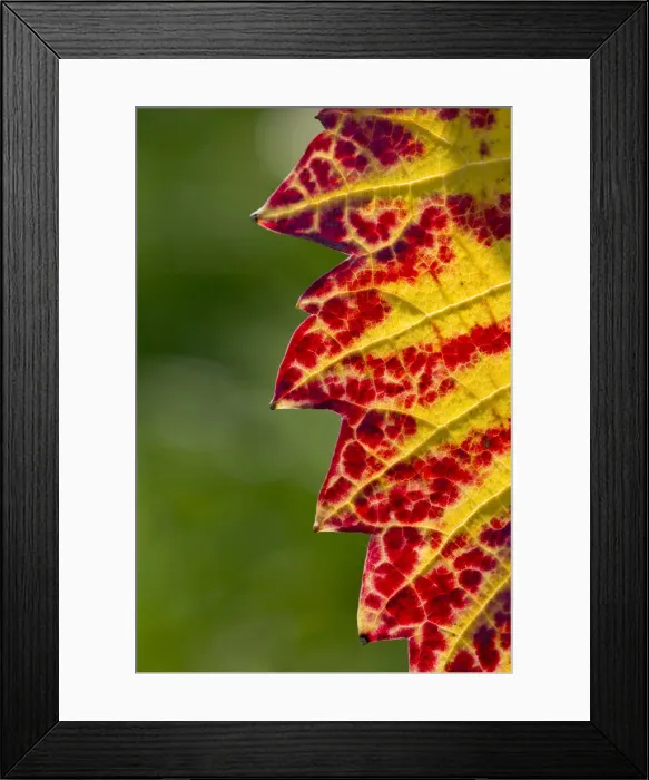 Framed Print : Vine leaf with autumnal colours, Baden-Wurttemberg, Germany Framed Print : Vine leaf with autumnal colours, Baden-Wurttemberg, Germany
