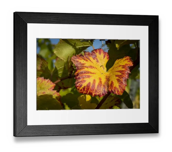 Framed Print : Vine leaf with autumn colours on the vine, Baden-Wurttemberg, Germany Framed Print : Vine leaf with autumn colours on the vine, Baden-Wurttemberg, Germany