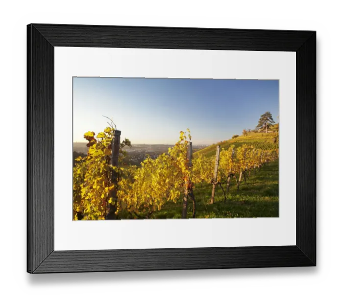 Framed Print : Vineyard in the evening light in autumn, view of Stuttgart from Wurttemberg hill, Rotenberg, Stuttgart, Baden-Wurttemberg, Germany Framed Print : Vineyard in the evening light in autumn, view of Stuttgart from Wurttemberg hill, Rotenberg, Stuttgart, Baden-Wurttemberg, Germany