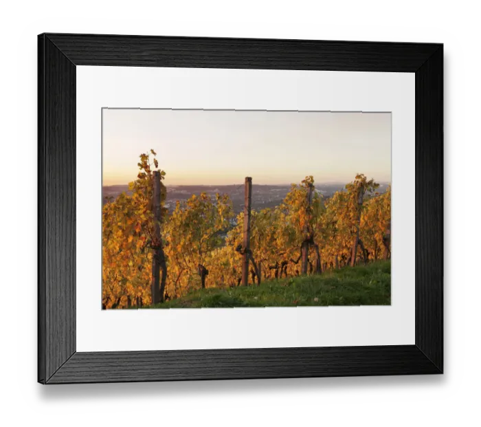Framed Print : Vineyard at sunset in autumn, view of Stuttgart from Wurttemberg hill, Rotenberg, Stuttgart, Baden-Wurttemberg, Germany
