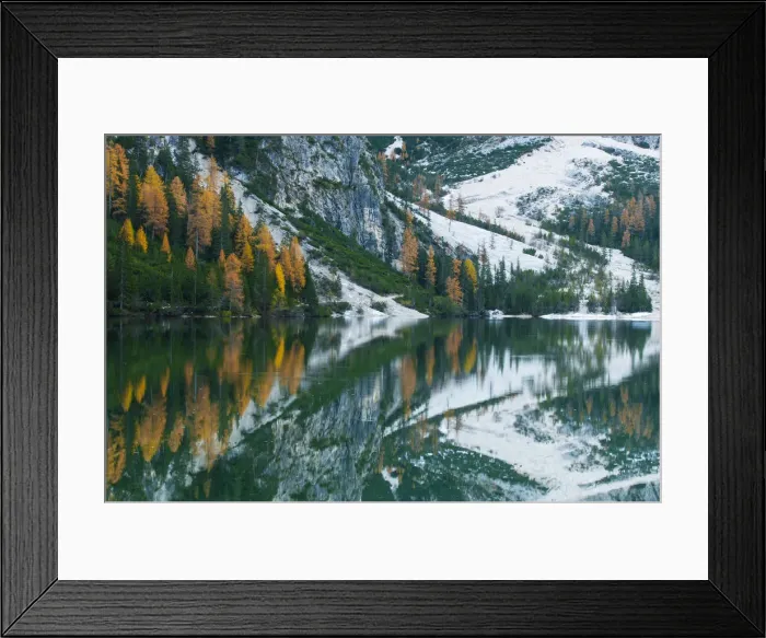 Framed Print : Larch trees with autumnal discolouring, reflections in Pragser Wildsee or Lake Prags, Dolomites, South Tyrol, Italy